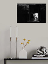 white dog in black van Poster och Canvastavla