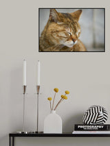 tabby cat Poster och Canvastavla
