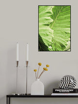 Elephants Ears Poster och Canvastavla