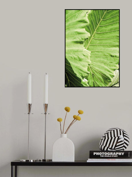 Elephants Ears Poster och Canvastavla