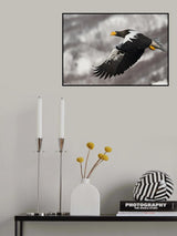 Stellar's sea eagle Poster och Canvastavla