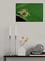 Frog eyes Poster och Canvastavla