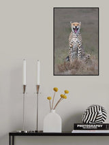 The laughing cheetah Poster och Canvastavla