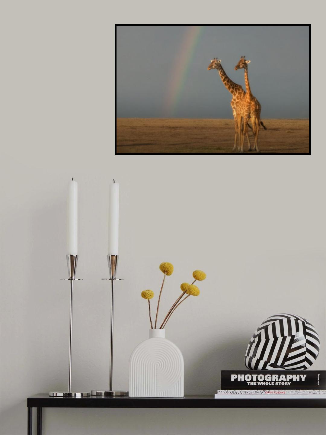 A pair of Giraffes under the rainbow Poster och Canvastavla