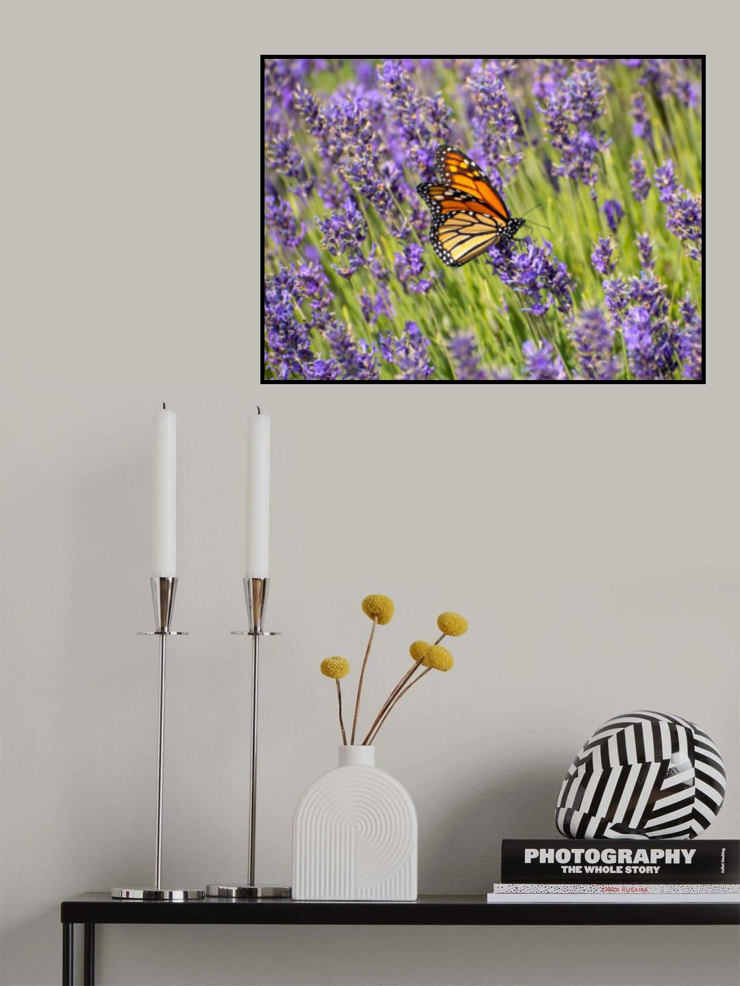 Monarch Poster och Canvastavla
