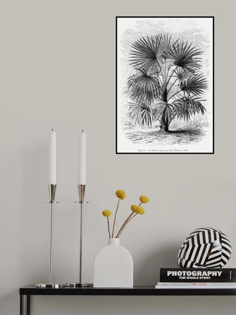 Vintage Palm Tree Drawing Xi Poster och Canvastavla