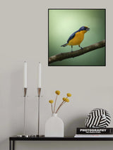 Thick-billed Euphonia Poster och Canvastavla