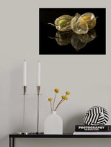 Physalis Alkekengi L. Poster och Canvastavla