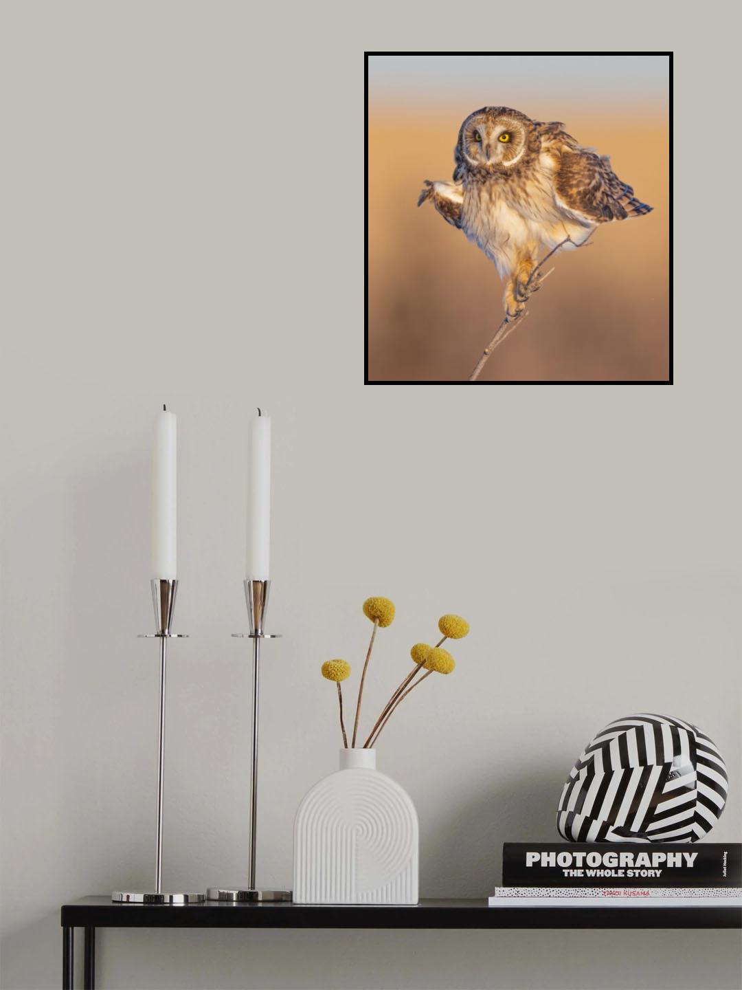Short-eared owl shake off Poster och Canvastavla