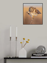 Short-eared owl shake off Poster och Canvastavla