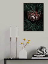 Cute Red Panda Poster och Canvastavla