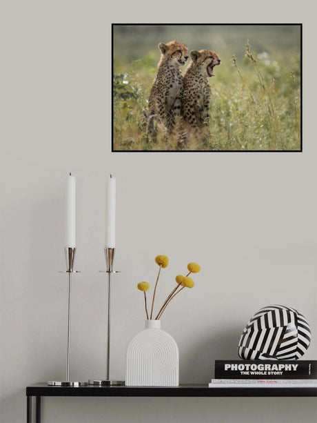 Cheetah brothers yawning Poster och Canvastavla