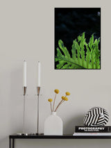 Folium Poster och Canvastavla