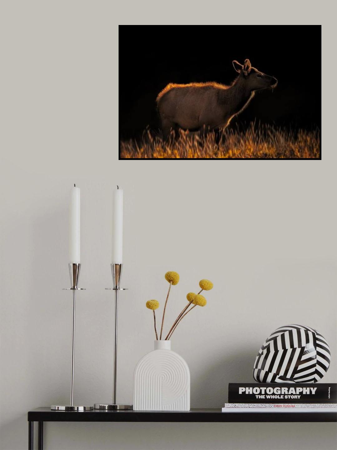 A Cow at Sunset Poster och Canvastavla
