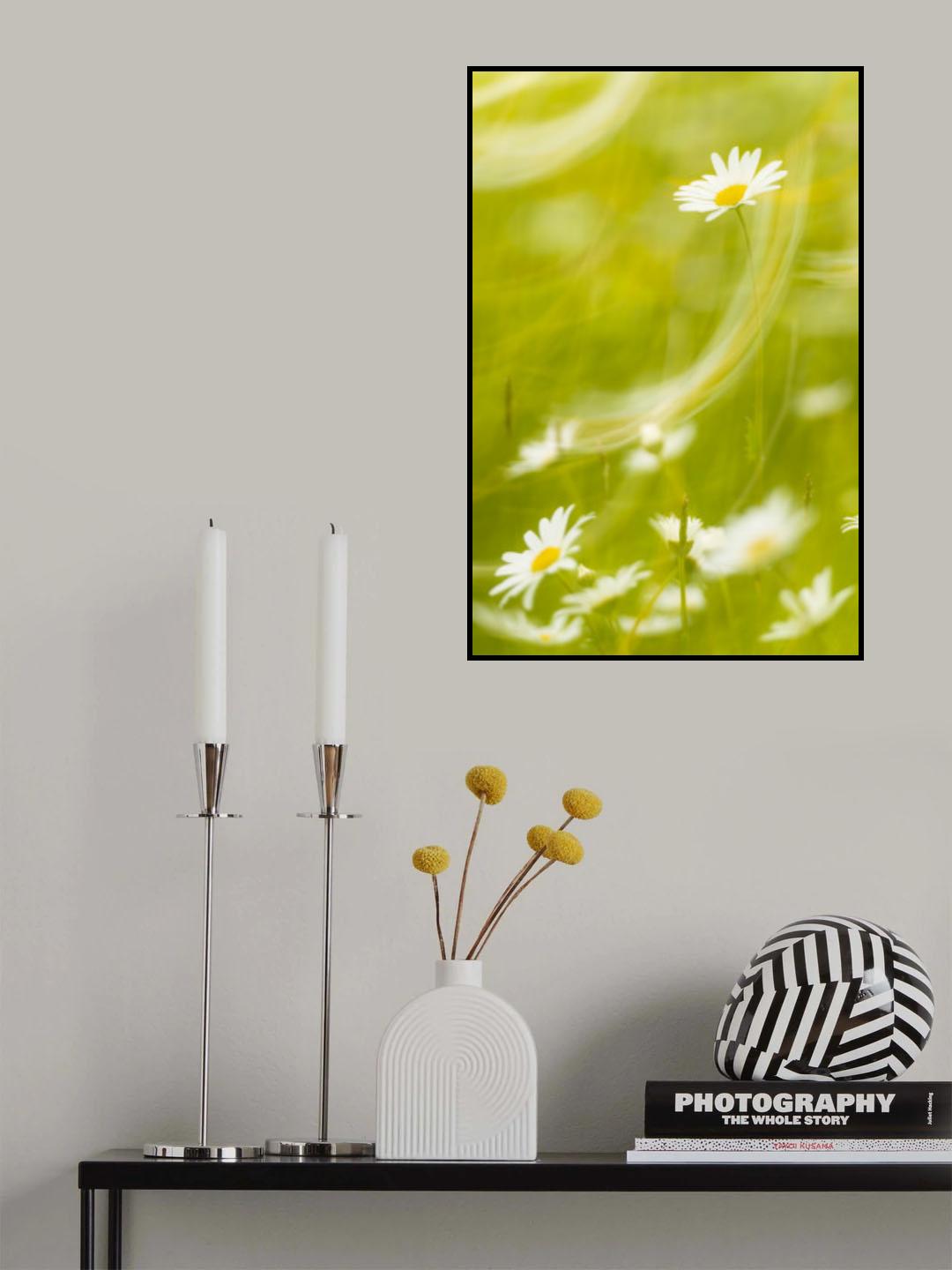 Daisies Poster och Canvastavla