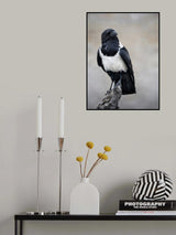 African Pied Crow Portrait Poster och Canvastavla
