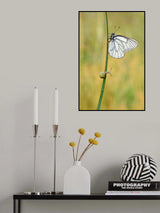 aporia &amp; C Poster och Canvastavla