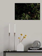 Shy Poster och Canvastavla