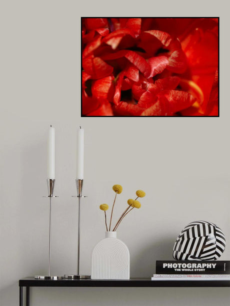red tulip Poster och Canvastavla
