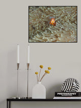 Amphiprion Ocellaris Poster och Canvastavla