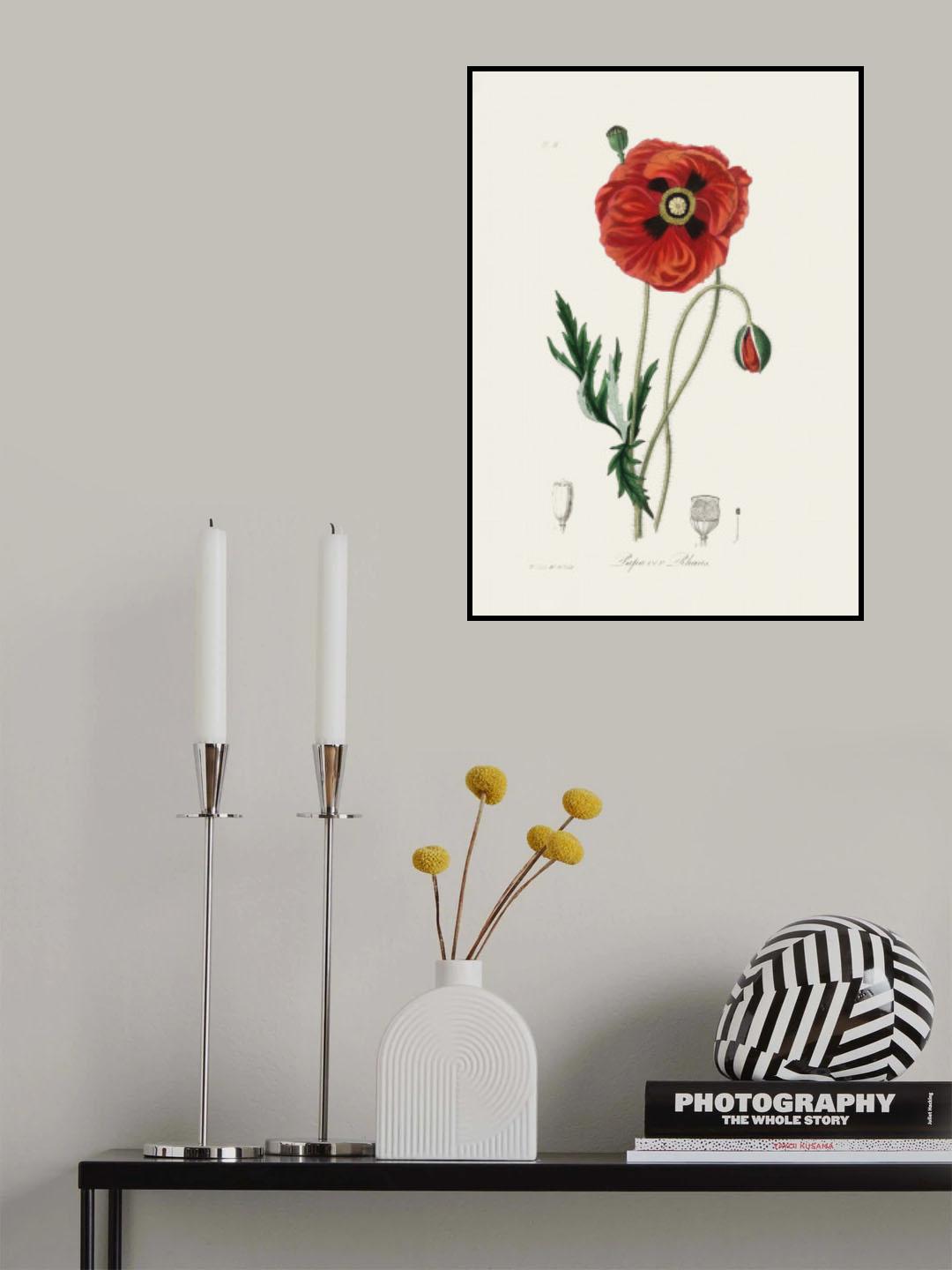 Common Poppy (papaver Rhoeas) Medical Botany Poster och Canvastavla