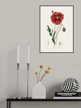 Common Poppy (papaver Rhoeas) Medical Botany Poster och Canvastavla