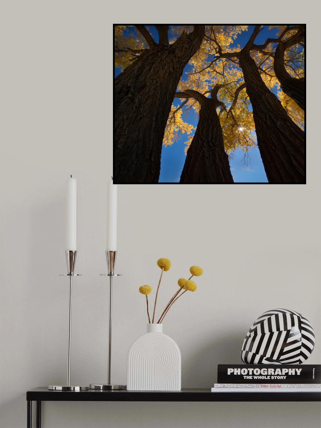 Cotton woods Poster och Canvastavla