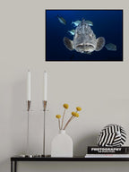 Face to face with a potato grouper Poster och Canvastavla