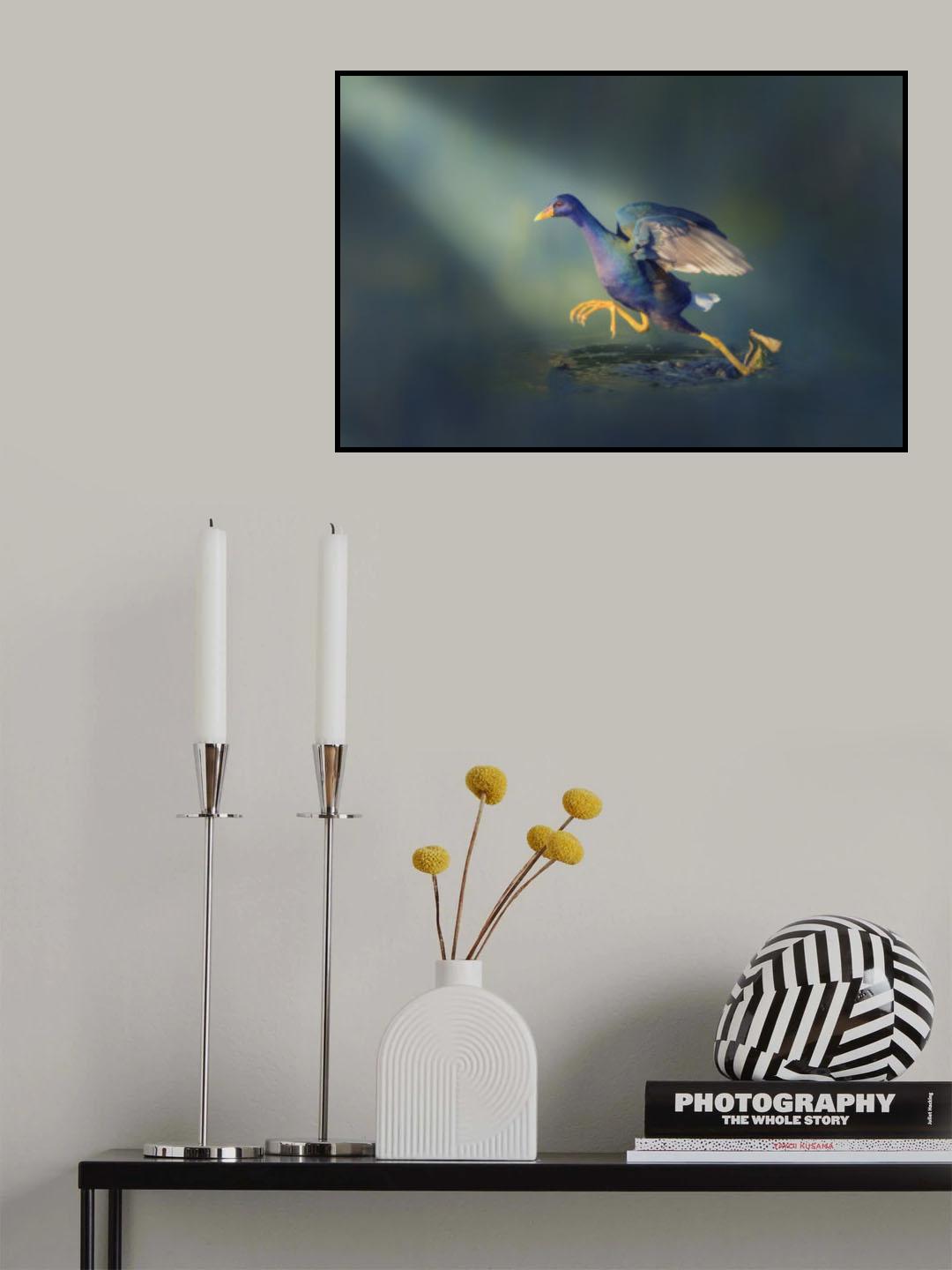 Juvenile Purple Gallinule Poster och Canvastavla
