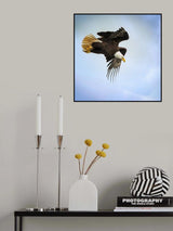Taking Flight Poster och Canvastavla