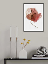 Bougainvillea Study No8 Poster och Canvastavla