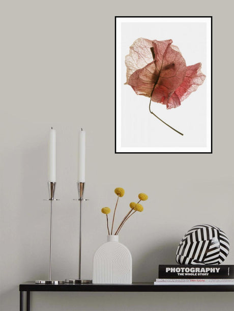 Bougainvillea Study No8 Poster och Canvastavla