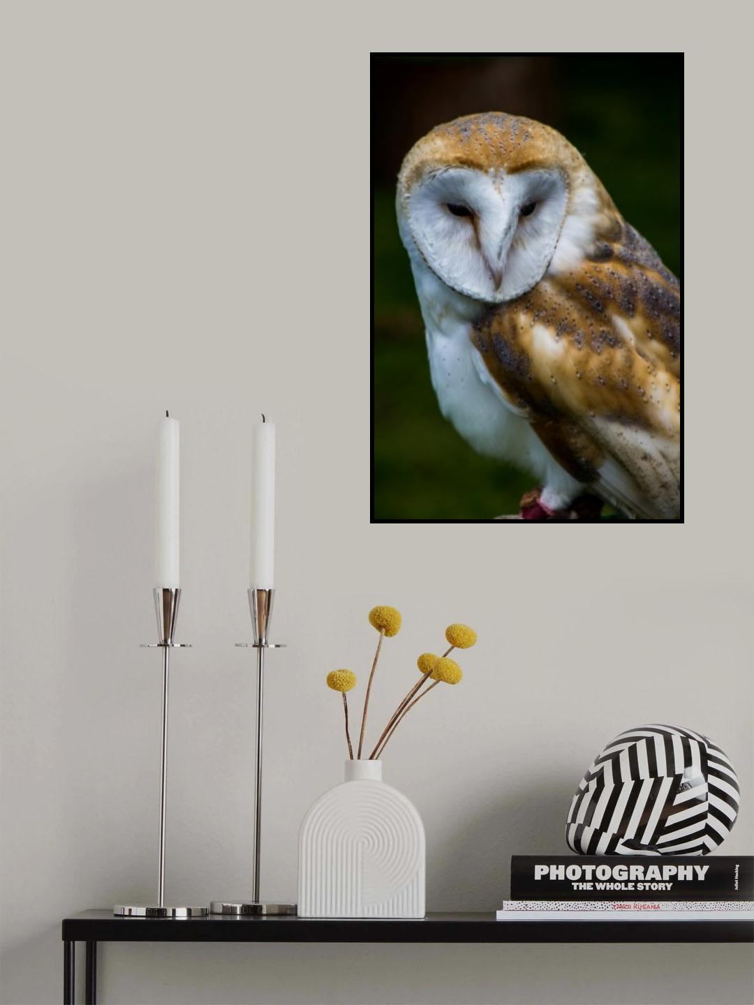 Tawny Poster och Canvastavla