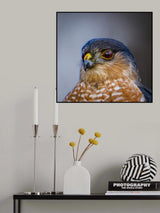 Sharp shinned hawk Poster och Canvastavla