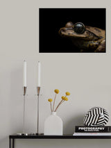 star eyed Poster och Canvastavla