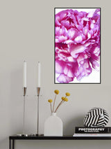Pink Peony Poster och Canvastavla