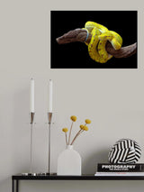 Green tree phyton Poster och Canvastavla