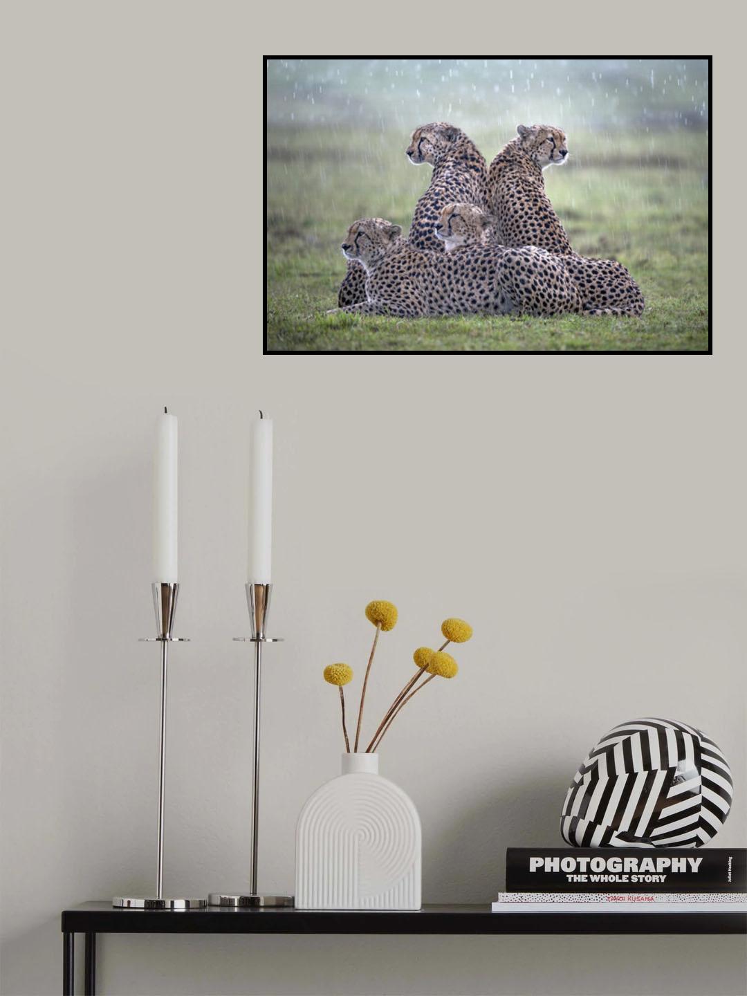 Cheetahs in the rain Poster och Canvastavla