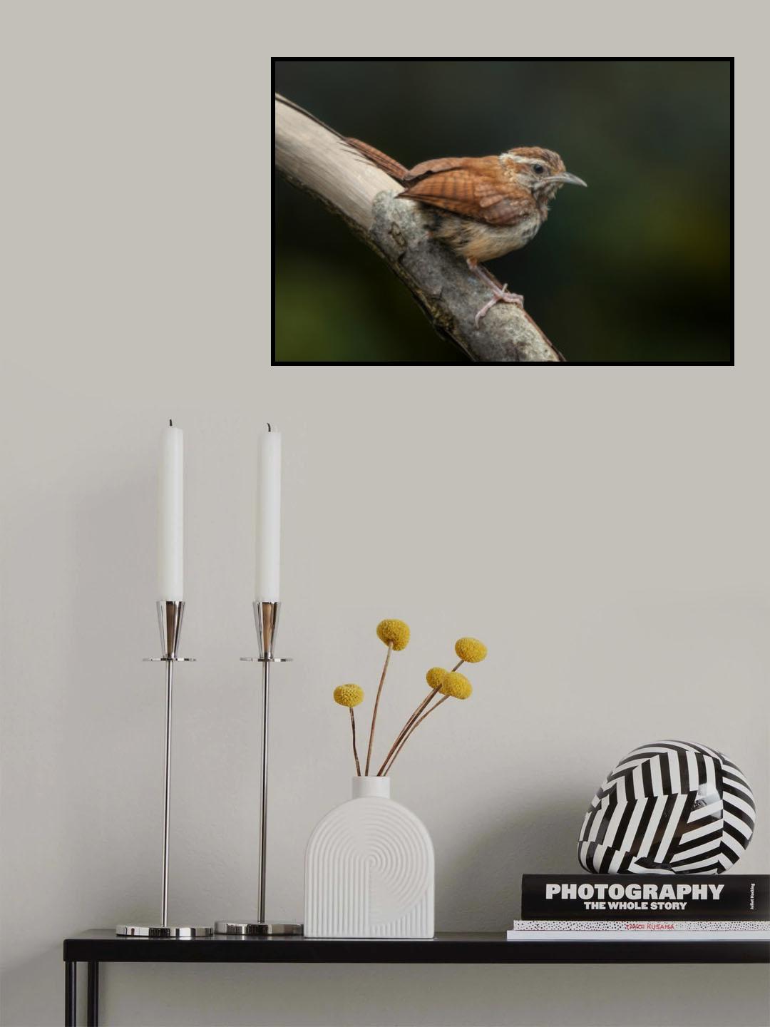 Resting Wren Poster och Canvastavla