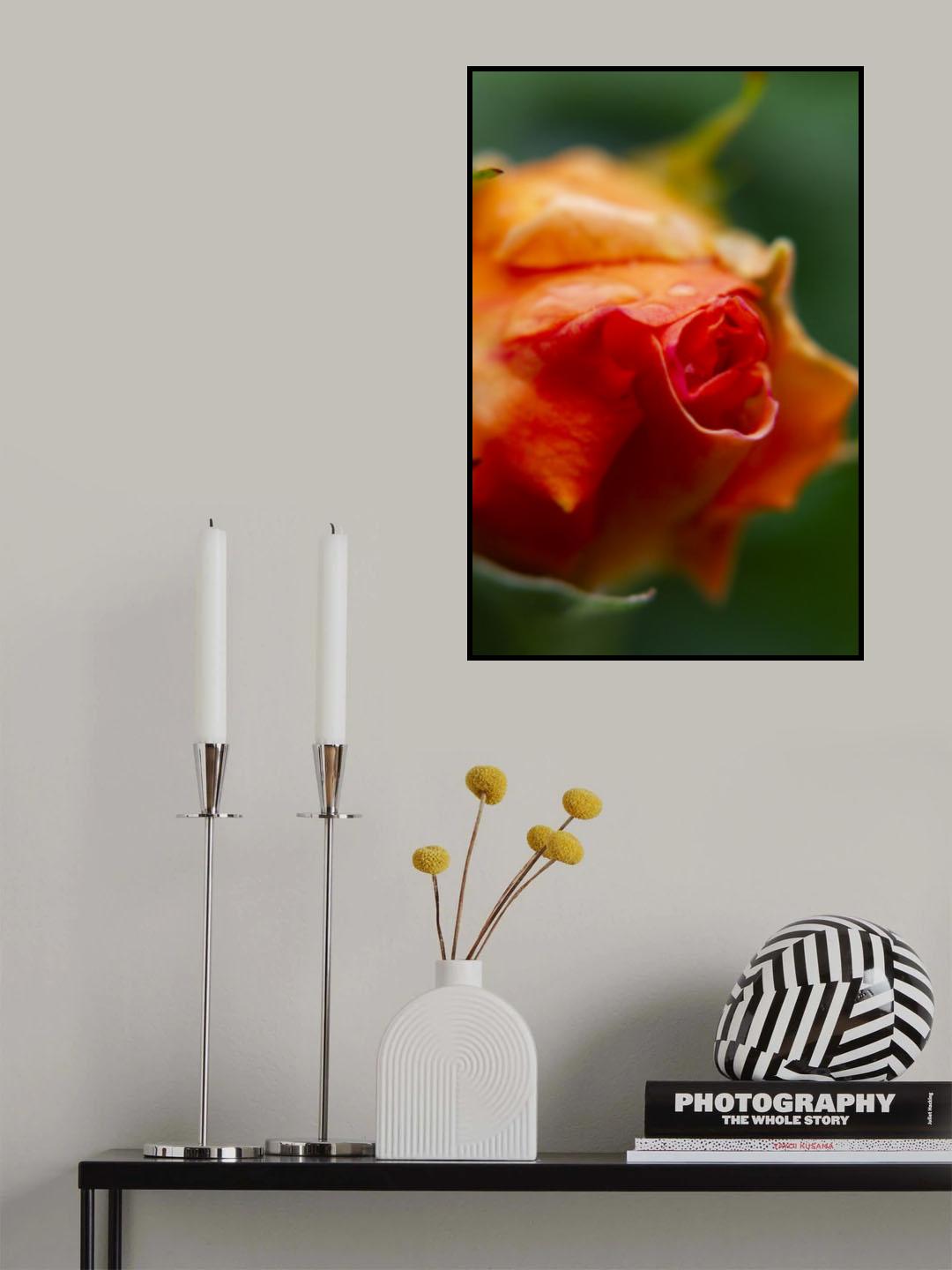 close-up of a rose Poster och Canvastavla