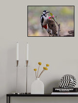 Woodpecker Poster och Canvastavla