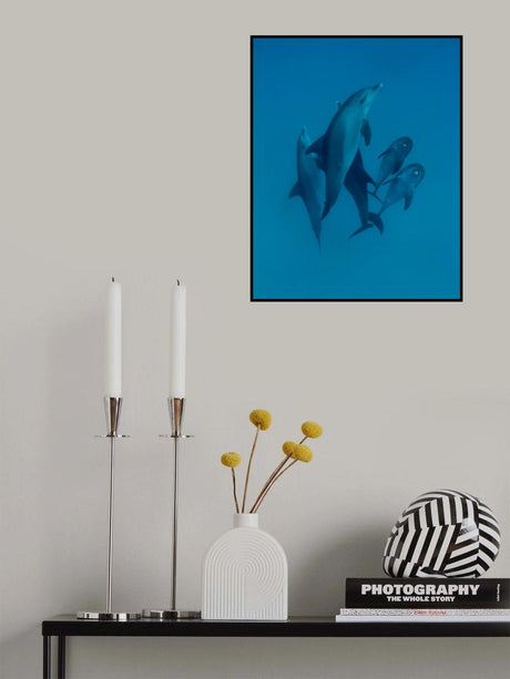 Dolphins 6 Poster och Canvastavla