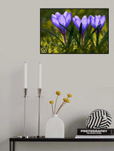 Three Crocuses Poster och Canvastavla