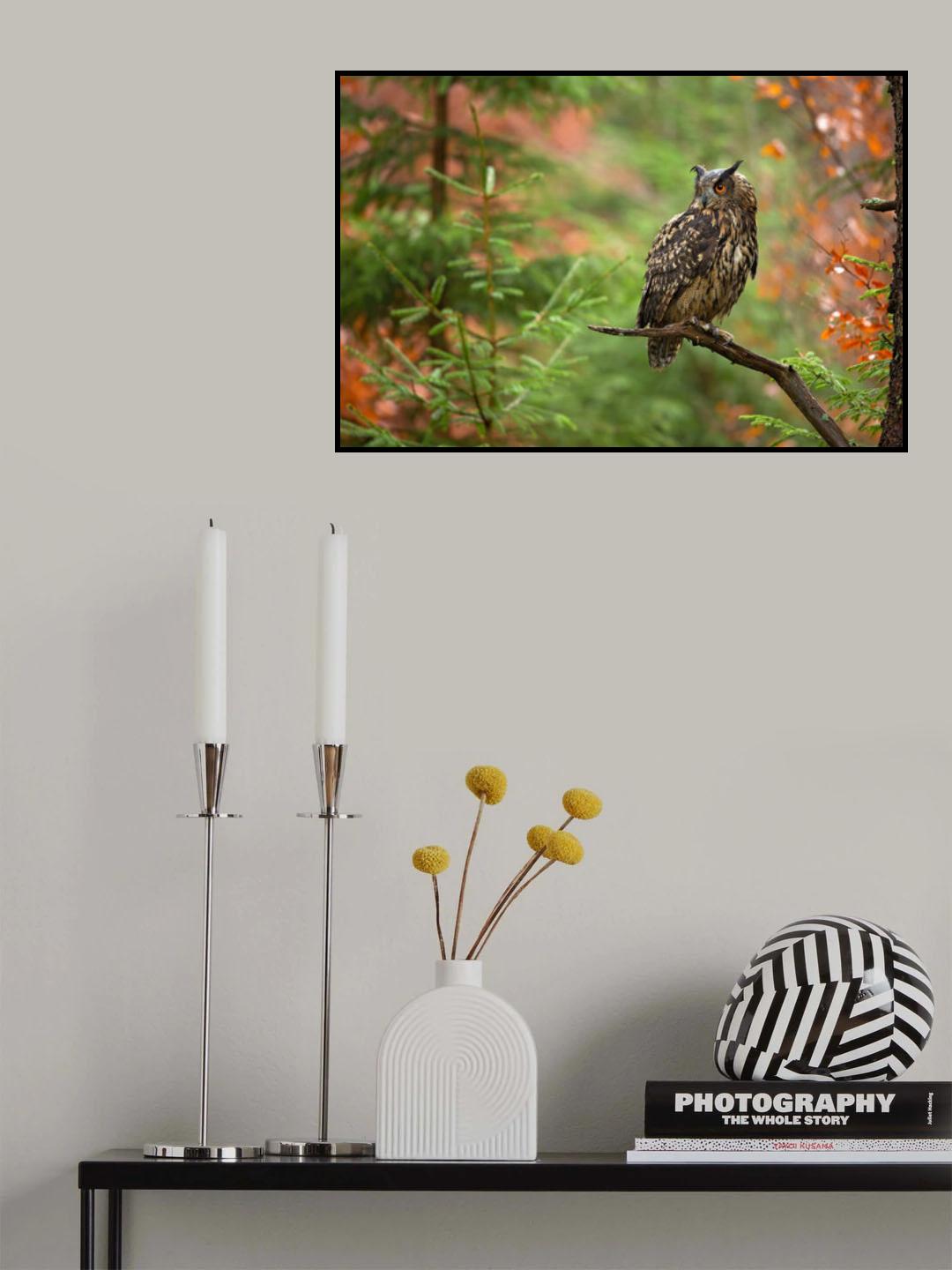 Euroasian Eagle Owl Poster och Canvastavla