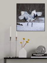 Red-crowned Crane dance Poster och Canvastavla