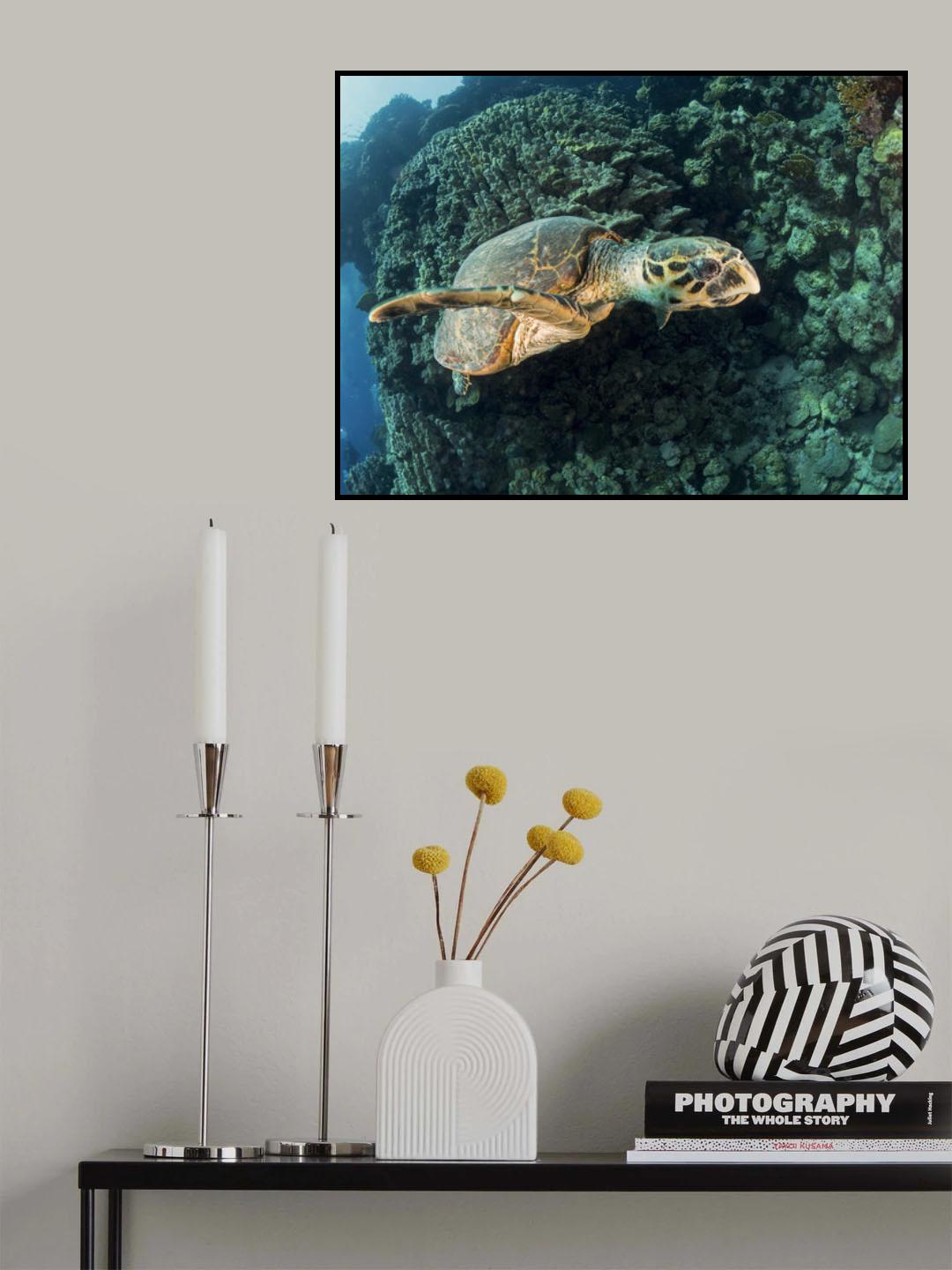 Hawksbill Turtle Poster och Canvastavla