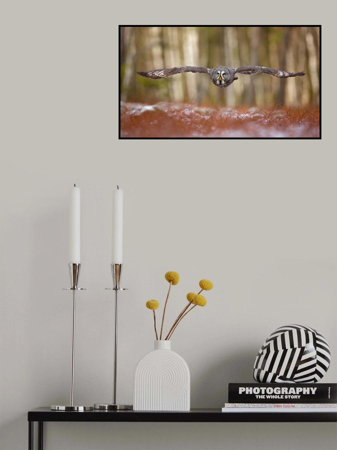Great grey owl Poster och Canvastavla