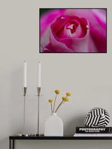pink rose close up Poster och Canvastavla
