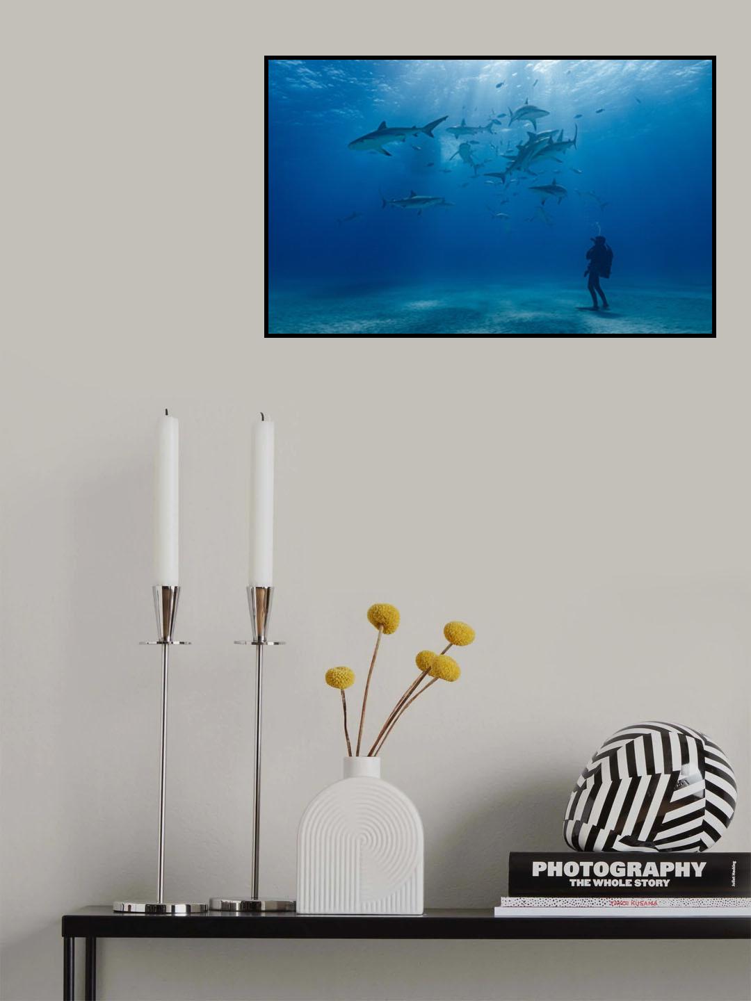 Anna and the Sharks Poster och Canvastavla