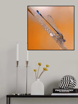 Rain bath... Poster och Canvastavla